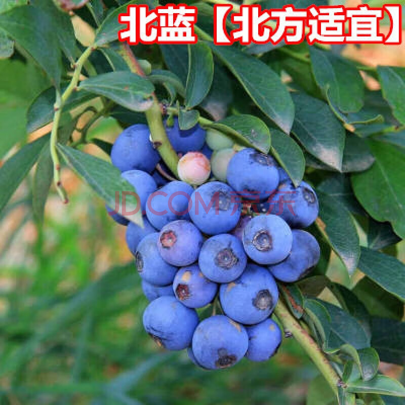 蓝莓苗南方北方种植果树苗盆栽地栽苗蓝莓树果树果苗庭院室外种植