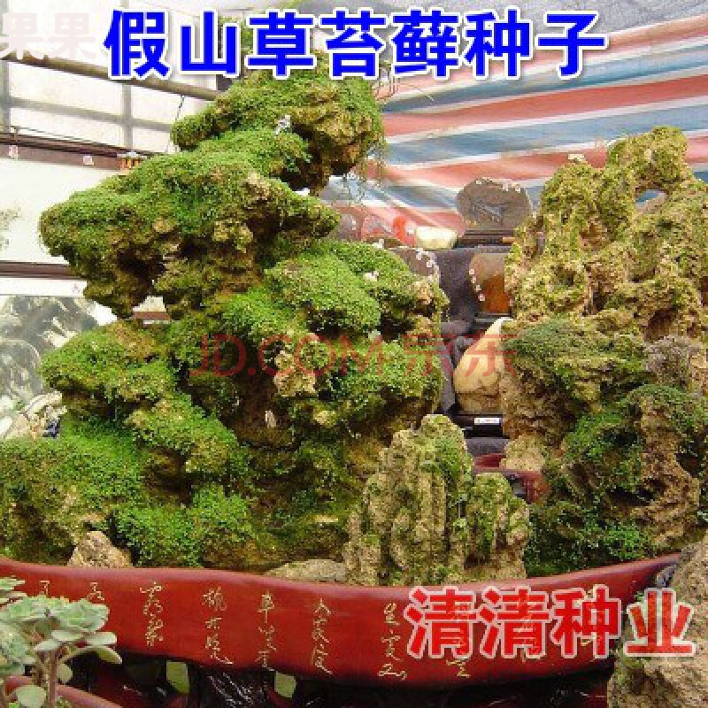 假山草苔藓种子孢子盆景青苔上水石吸水石草籽草种子花草植物造景