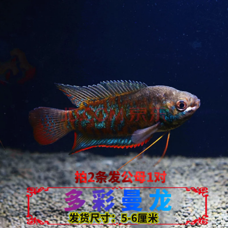 蓝曼龙鱼丽丽鱼黄曼龙鱼吃蛋白虫观赏鱼活体鱼淡水鱼新手鱼 花色 多彩