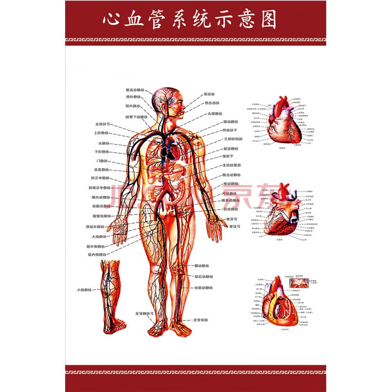 心血管示意图医学宣传挂图人体器官解剖图展板医院布置海报 pp胶 100