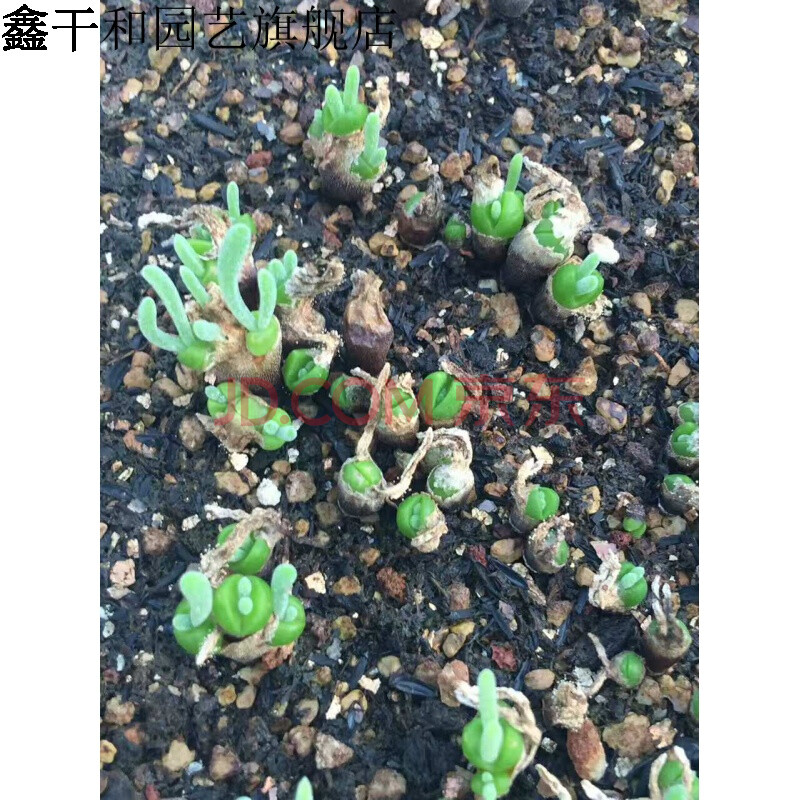 【枝干番杏】多肉植物【碧光环 小兔子】迷你多肉盆栽绿植生石花