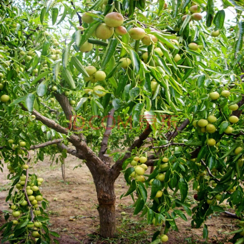 冬枣树苗 嫁接枣树苗沾化冬枣2代特大枣树树苗南北方种植果树苗当年