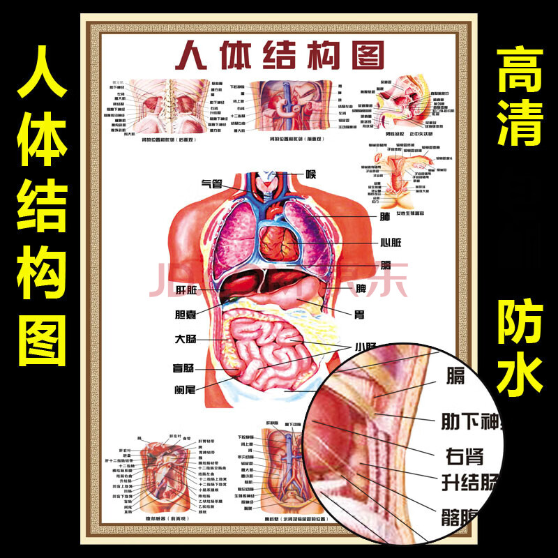 人体结构图穴位医学人体解剖图片内脏器官骨骼肌肉构造挂图画全身
