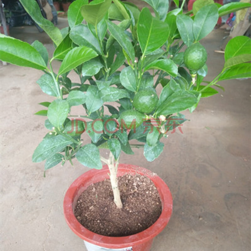 柠檬盆栽盆景庭院阳台种植柠檬苗柠檬树苗当年结果香水柠檬f6 柠檬6年