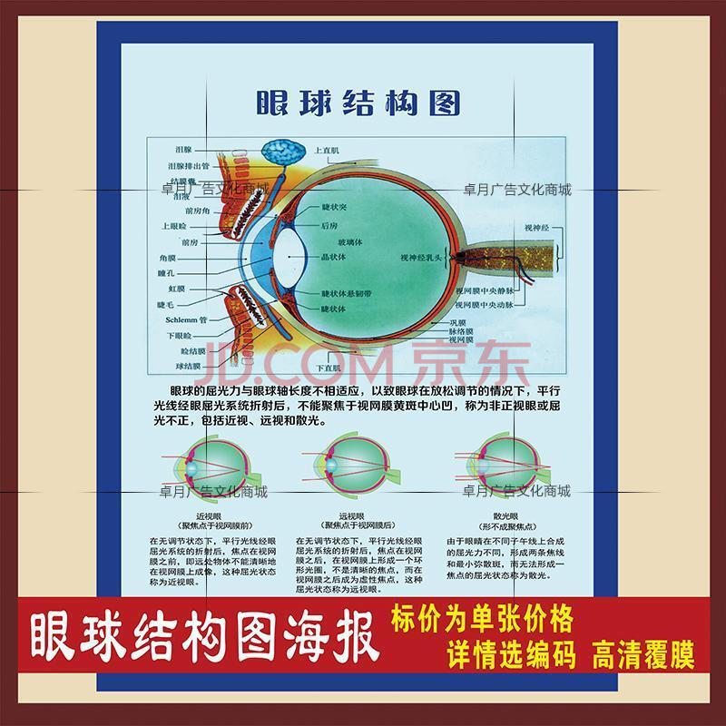 眼球解剖图泪腺分布图 人体眼部肌肉血管结构图 医院医学宣传海报