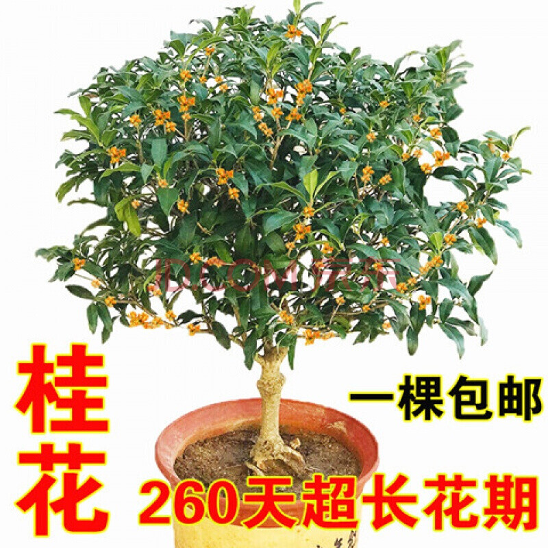 耐寒耐旱嫁接桂花树苗室内金桂丹桂盆栽植物四季桂浓香型花卉市场