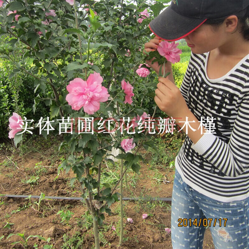 秋之果香 木槿花苗 红色木槿苗 净化空气 花期长 木芙蓉花苗 重瓣花瓣