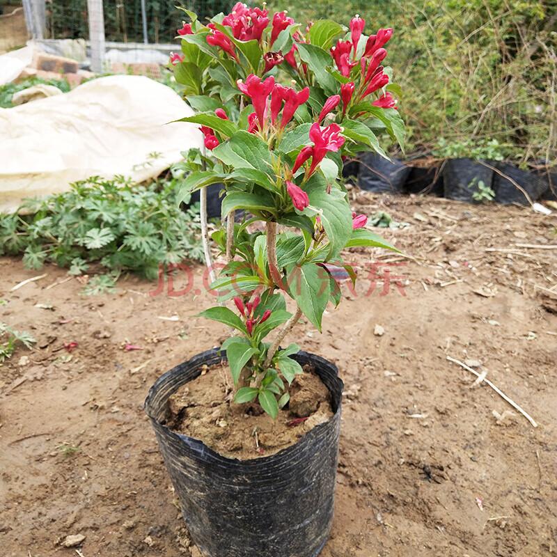红王子锦带花 红色花树苗工程苗圃色块类点缀绿化苗木