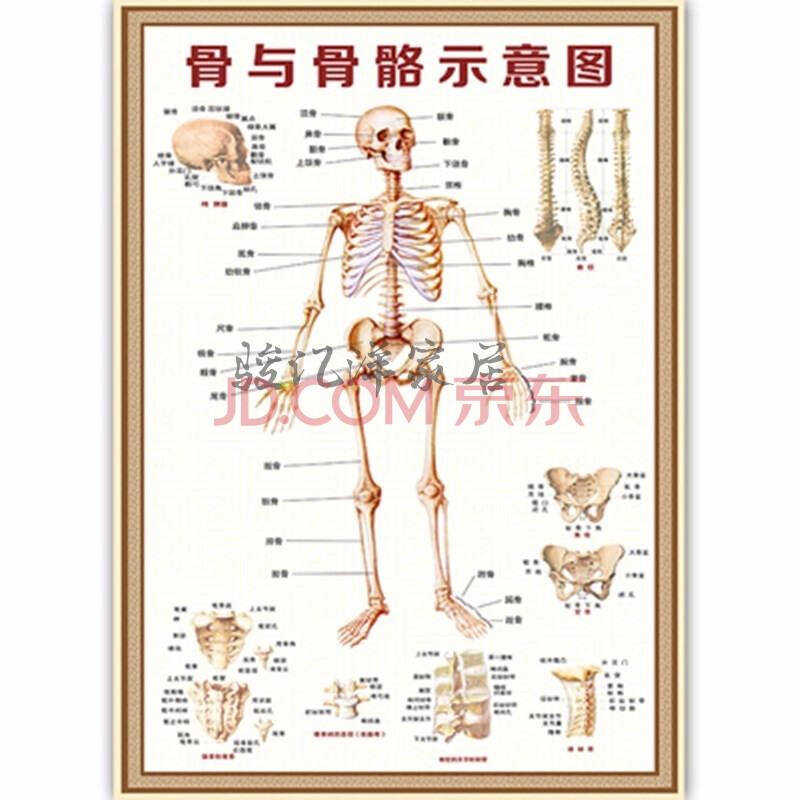 欧斯若 人体骨骼图大挂图器官内脏结构图分布穴位图人体肌肉解剖图