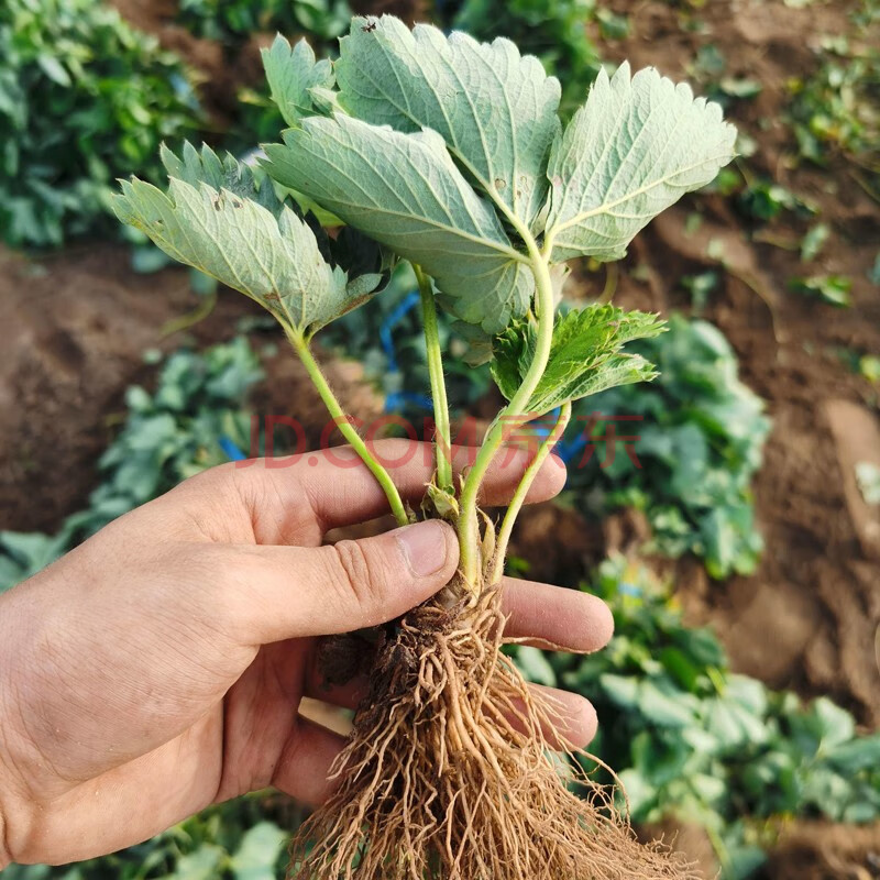 寿禾 盆栽草莓种子奶油牛奶白草莓种籽种孑四季室内草莓苗 章姬草莓苗