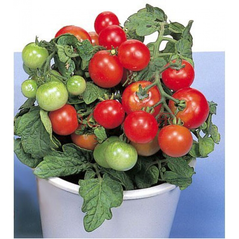 高产抗病红黄色矮生番茄种子盆栽樱桃西红柿种籽四季阳台菜园红矮生