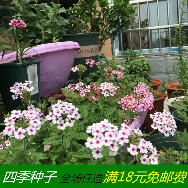 羽叶茑萝种子爬藤花卉种籽五角星花夏季易种阳台盆栽爬墙室外庭院美女