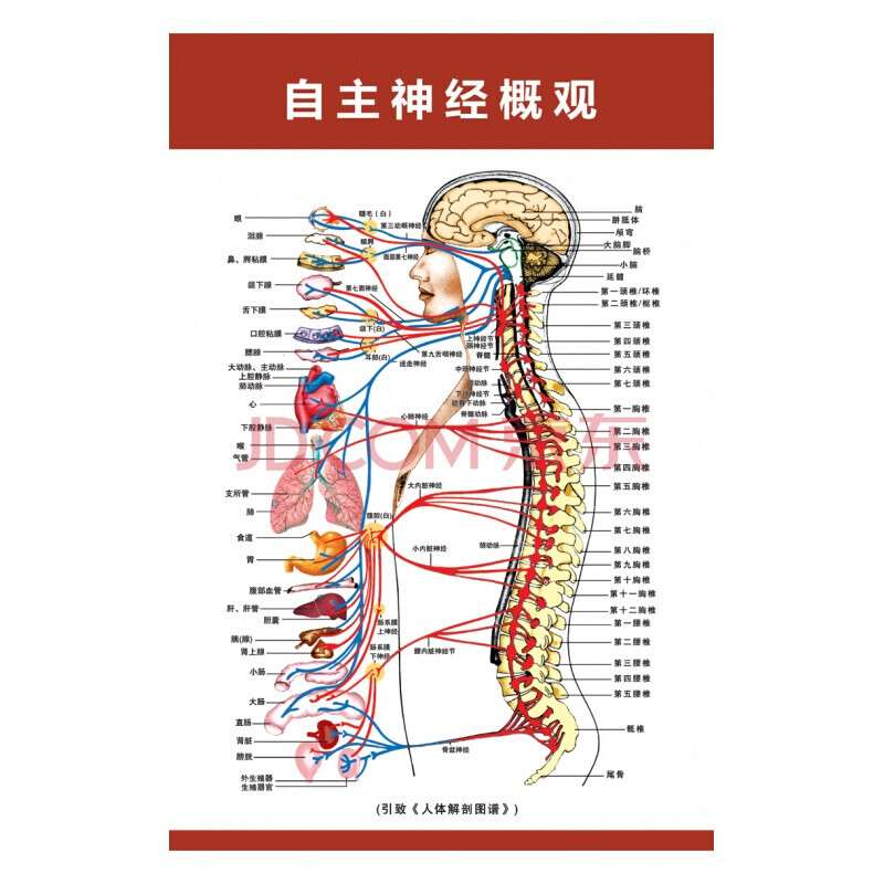 定做 医学骨骼图肌肉挂图脊柱血管分布图人体肌肉神经