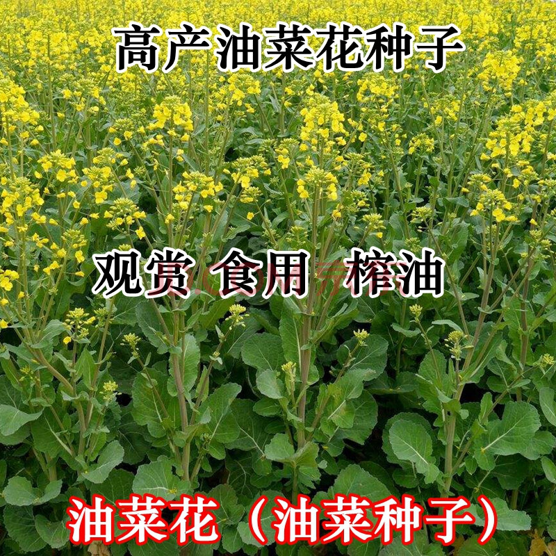 油菜籽高产榨油观赏油菜花种子榨油原料菜籽种子蔬菜 观赏油菜种子500