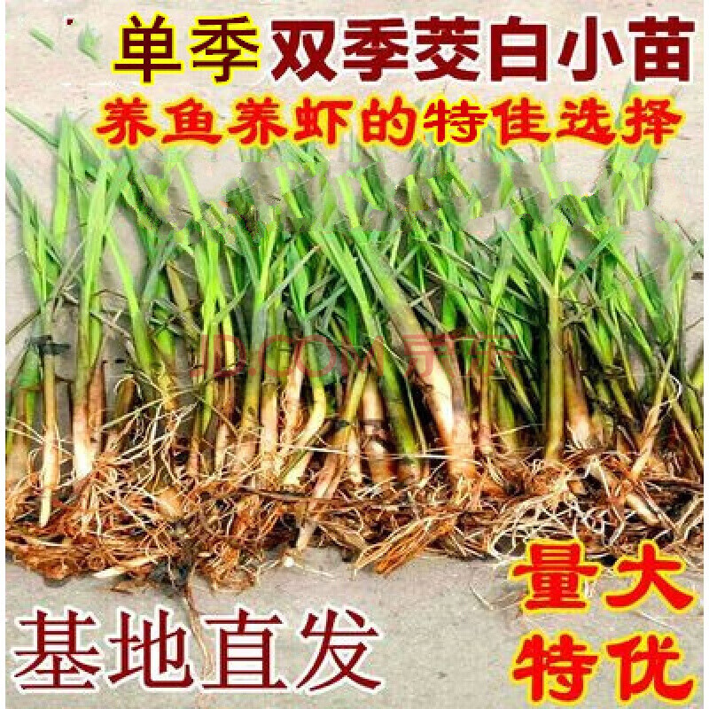 茭白根苗高瓜根苗双季茭白苗茭瓜苗蔬菜苗高笋种苗龙虾塘单季茭白 单
