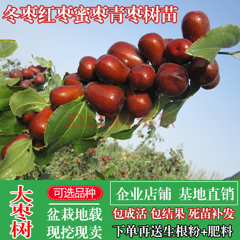 嫁接果树苗南方北方种植庭院地栽特大枣树 8年苗高产【品种留言备注】