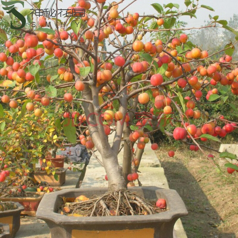 神秘花园 冬红果盆栽盆景迷你小苹果长寿果盆景苗芭蕾小苹果树桩观赏