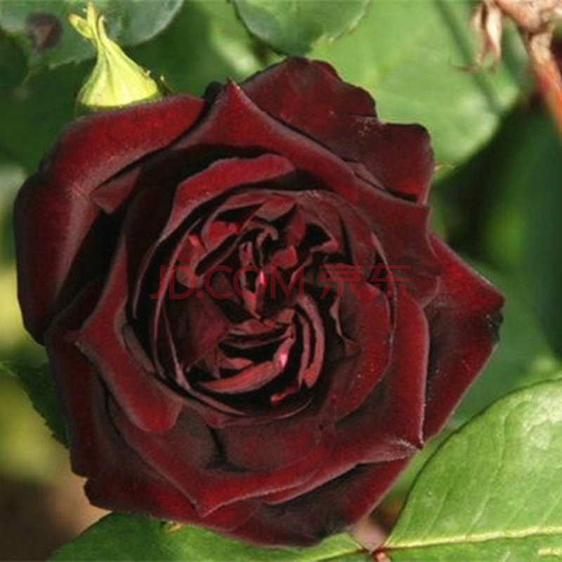 含笑苑 玫瑰花苗 路易十四