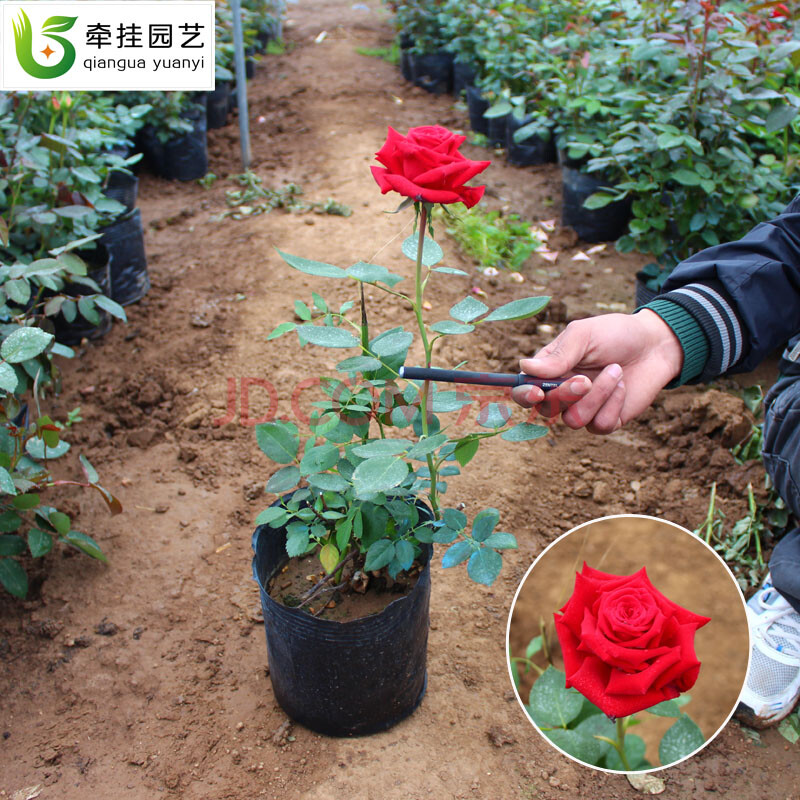 品种月季 月季花苗庭院植物 大花香水月季 月季花 七彩 玫瑰花 盆栽