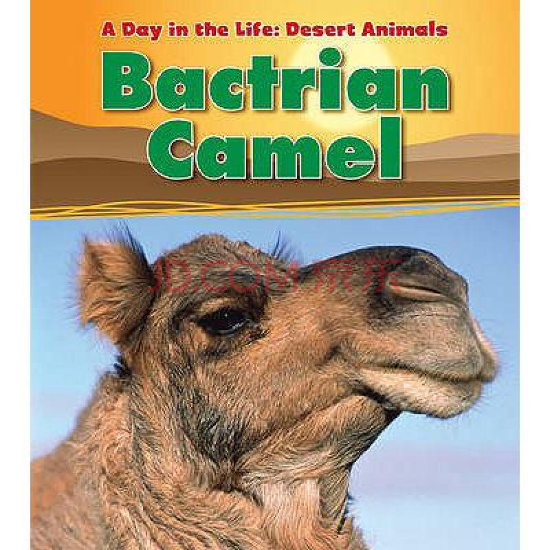 bactrian camel