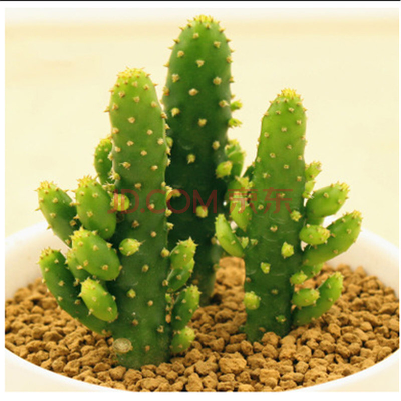 陆地 新手入门多肉植物盆栽绿植花卉园艺桌面绿植组合