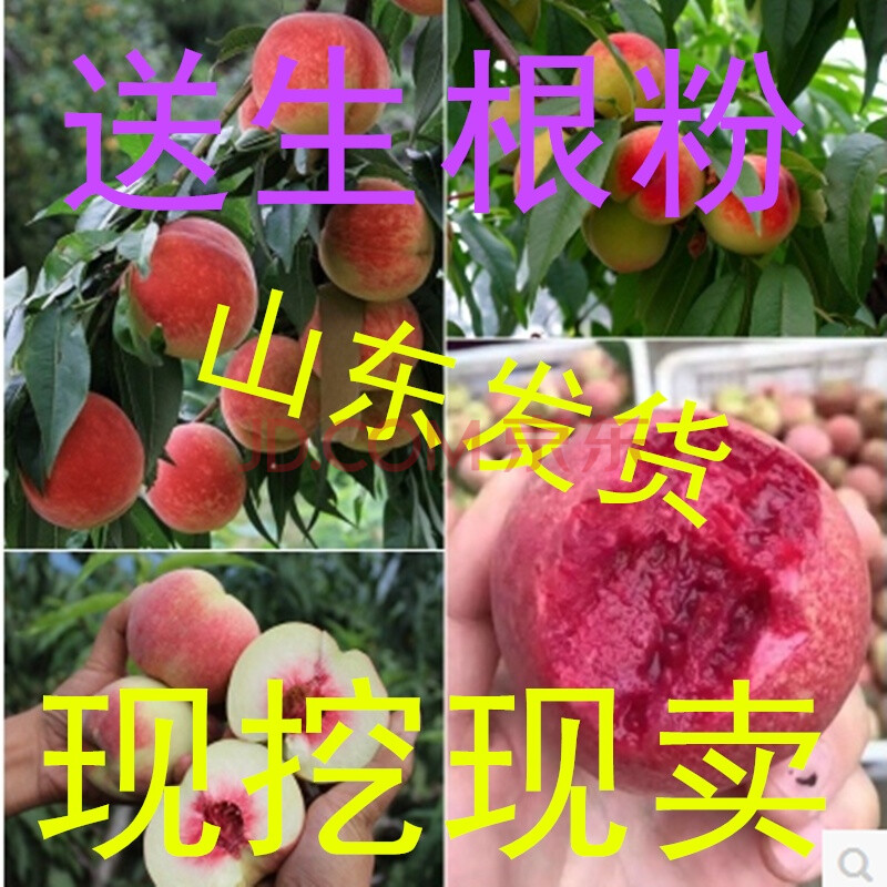 晚熟黄金桃树苗 嫁接桃树苗 黄金脆蜜桃苗 果大 香脆极甜 果苗木 3年