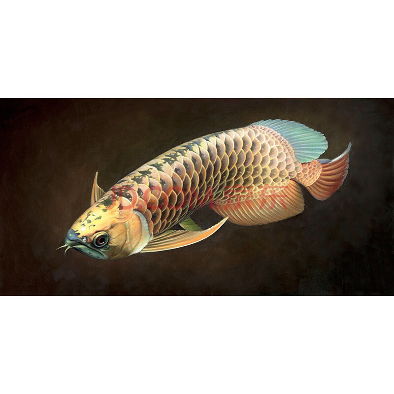 郑锦镇《年年有鱼》 布面油画 写实精品 50*100cm