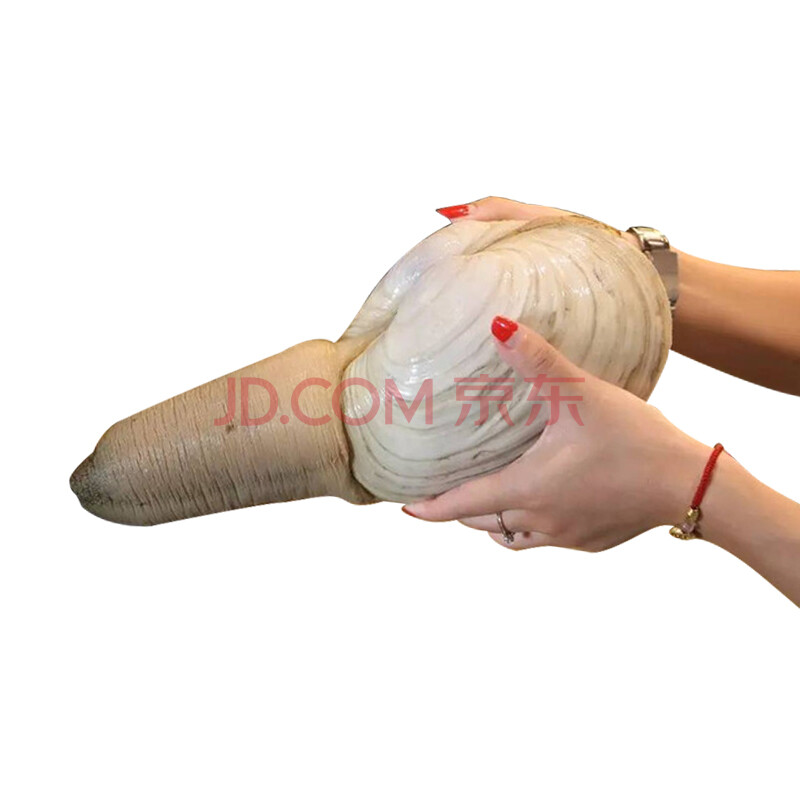 ¡¾»îÏÊ¡¿öàʳ ¼ÓÄôóÏó°Î°ö ½ø¿ÚÏóÑÀ°ö ÏÊ»îÏó±Ç°ö ÏÊ»îÏó°Î°ö 500-750g/Ö»