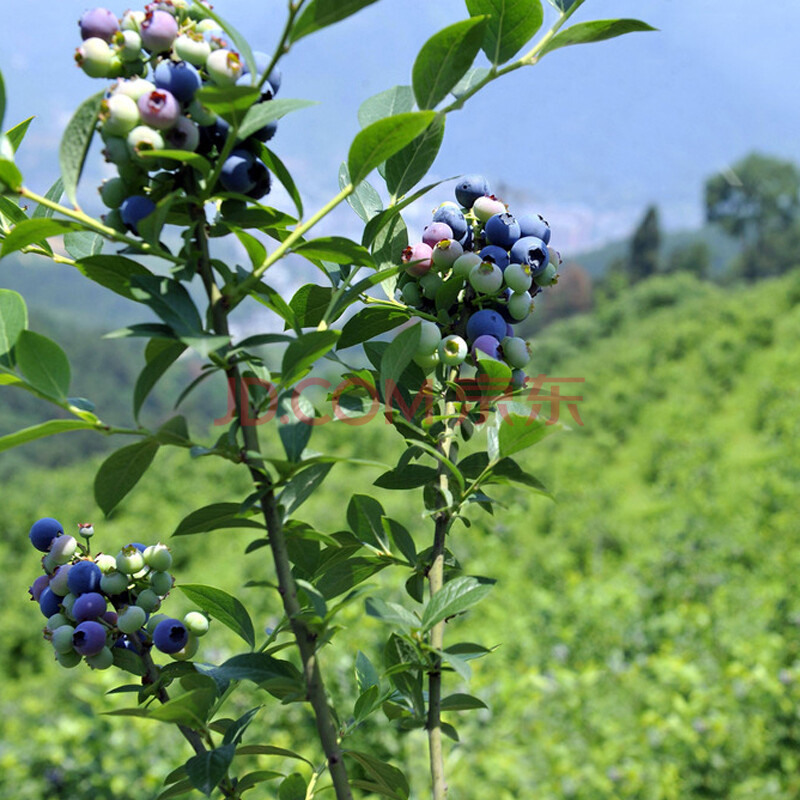 果树苗 盆栽果树 水果树苗 多肉型植物果树 地栽水果 兔眼蓝莓 5年苗