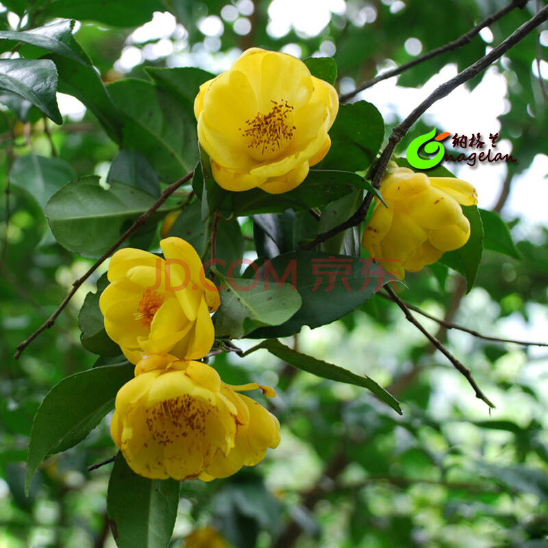 精品四季盆栽茶花苗 花卉 当年开花苗高档花卉植物 金茶花