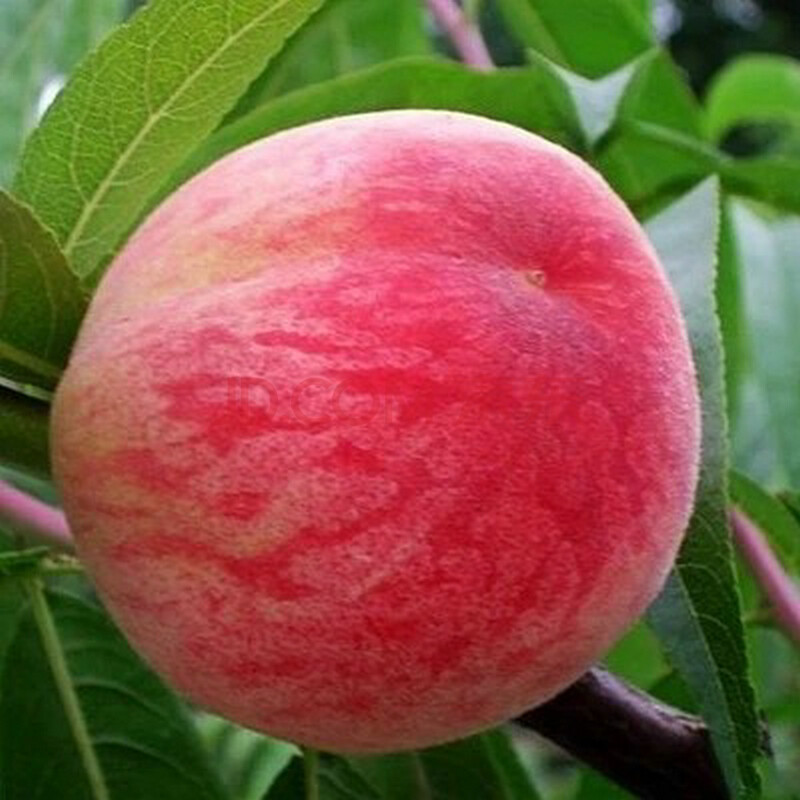 桃树修剪技术|目前最好的桃树品种大图|猕猴桃