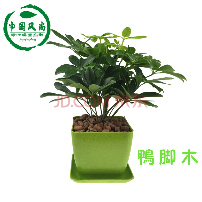 四季常青鸭掌木/七叶莲鹅掌柴苗 鸭脚木 盆栽花卉植物图片