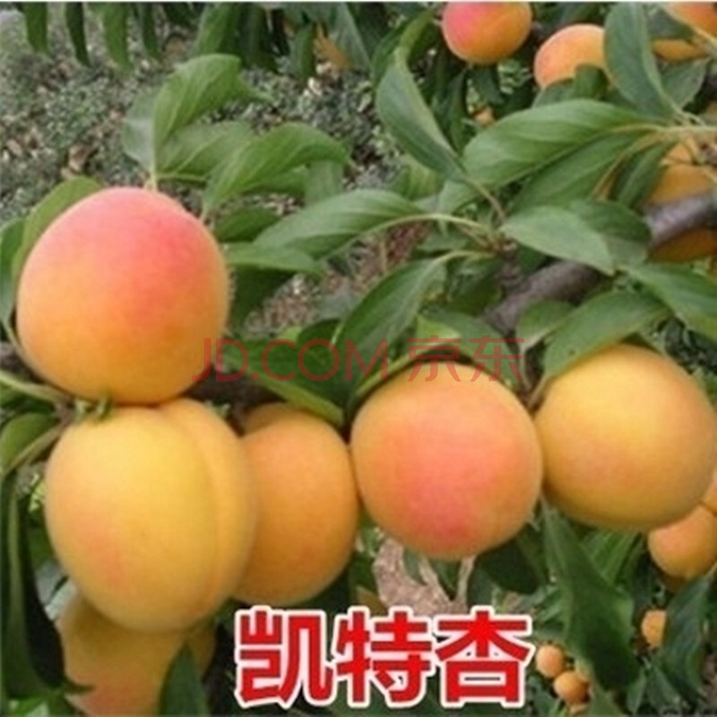 南方北方种植杏子树苗盆栽地栽果树苗嫁接杏子苗当年结果苗 凯特杏