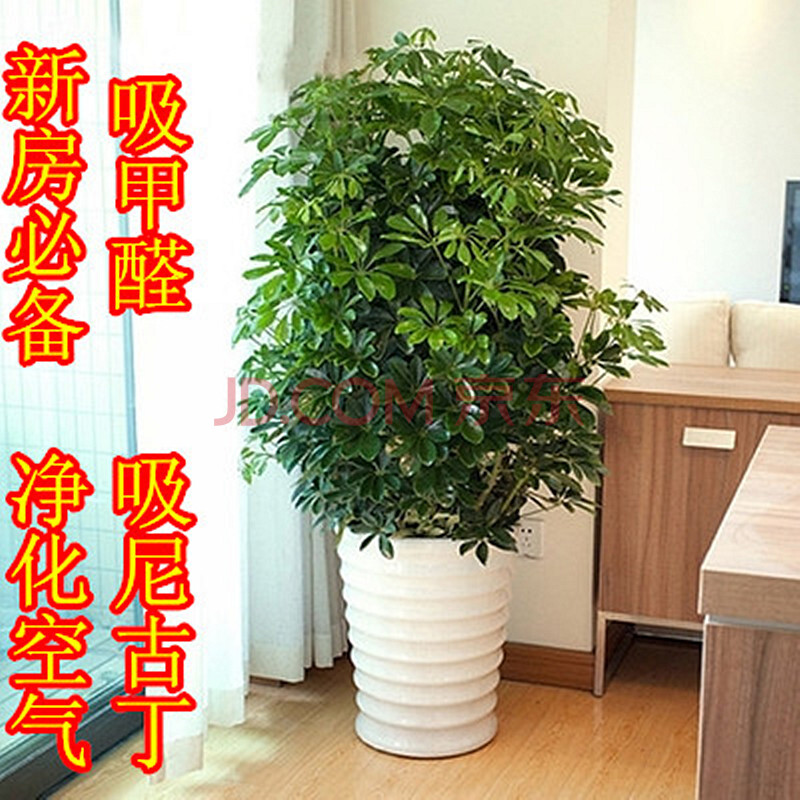 鹅掌柴/鸭掌木/鸭脚木 室内客厅 大型植物盆景花卉 盆栽苗 一盆价格50