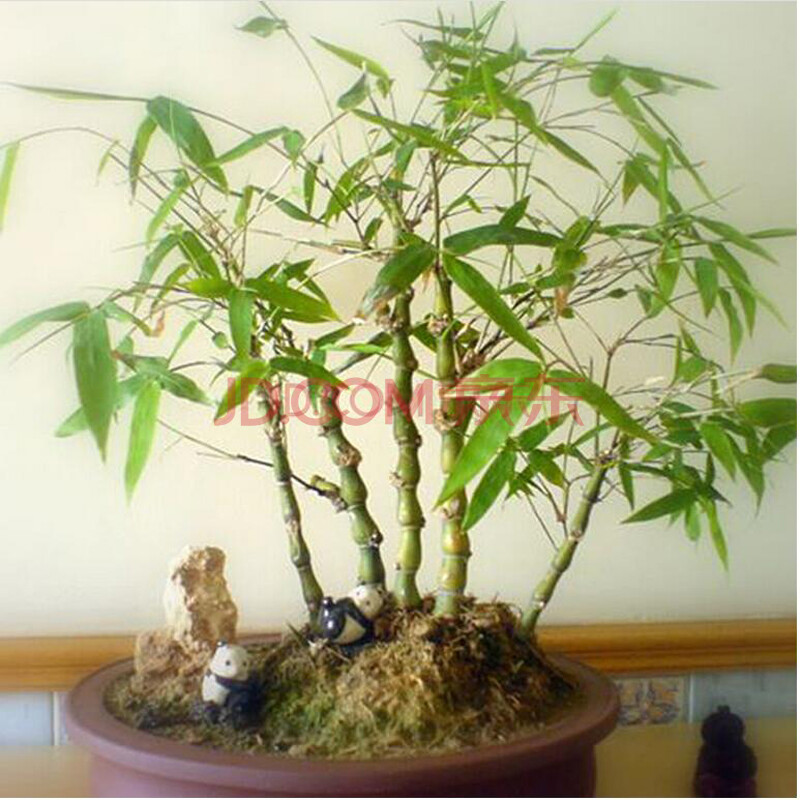 唯友 室内花卉盆景盆栽观叶植物 佛肚竹 罗汉竹 盆景竹子 四年苗 明显