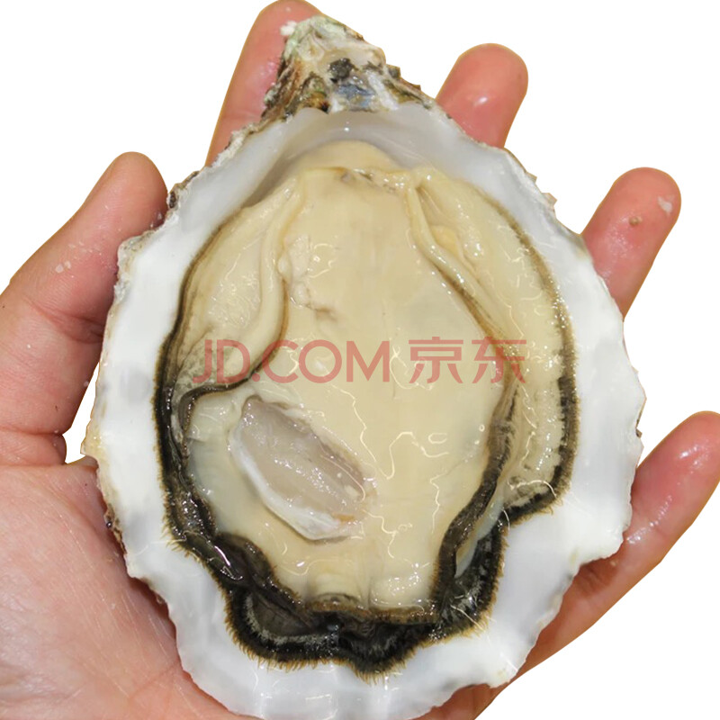 껽ðË®²ú ÈéɽÉº£Óò ÏÊ»îÈý±¶ÌåÉúòº´ø¿ÇÏÊ»îĵòà ´óº£òà 100g~150g/¸ö¾«Ó¢òº 10½ï×°