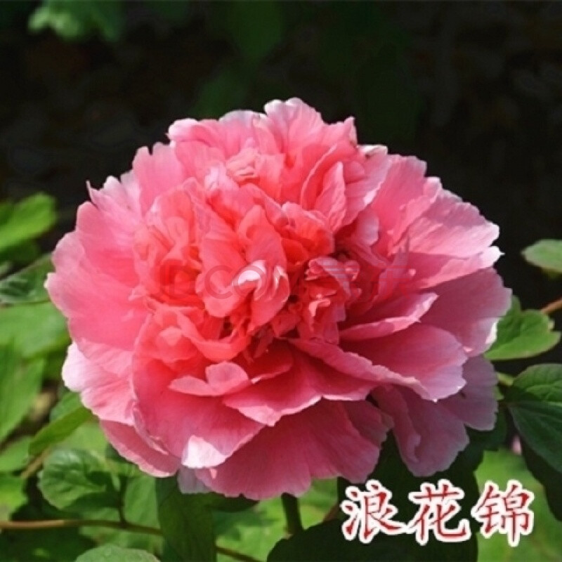 精品多品种牡丹花苗盆栽牡丹花苗绿植洛阳牡丹花菏泽牡 浪花锦 三分枝
