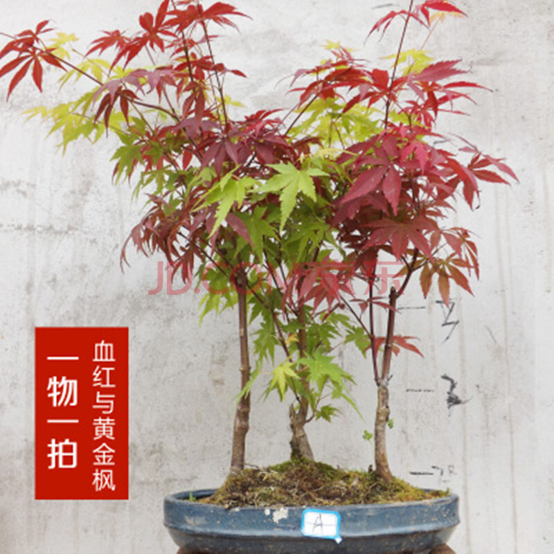 红枫盆景 美国红枫盆景 三角枫 日本红枫树木盆栽室内