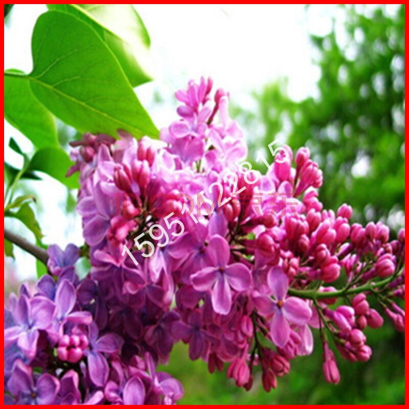 丁香花苗庭院/盆栽可开花植物丁香花苗浓香花卉香飘十
