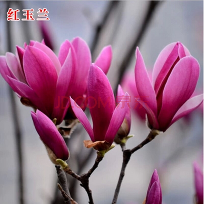 盆栽花卉 红玉兰3年苗