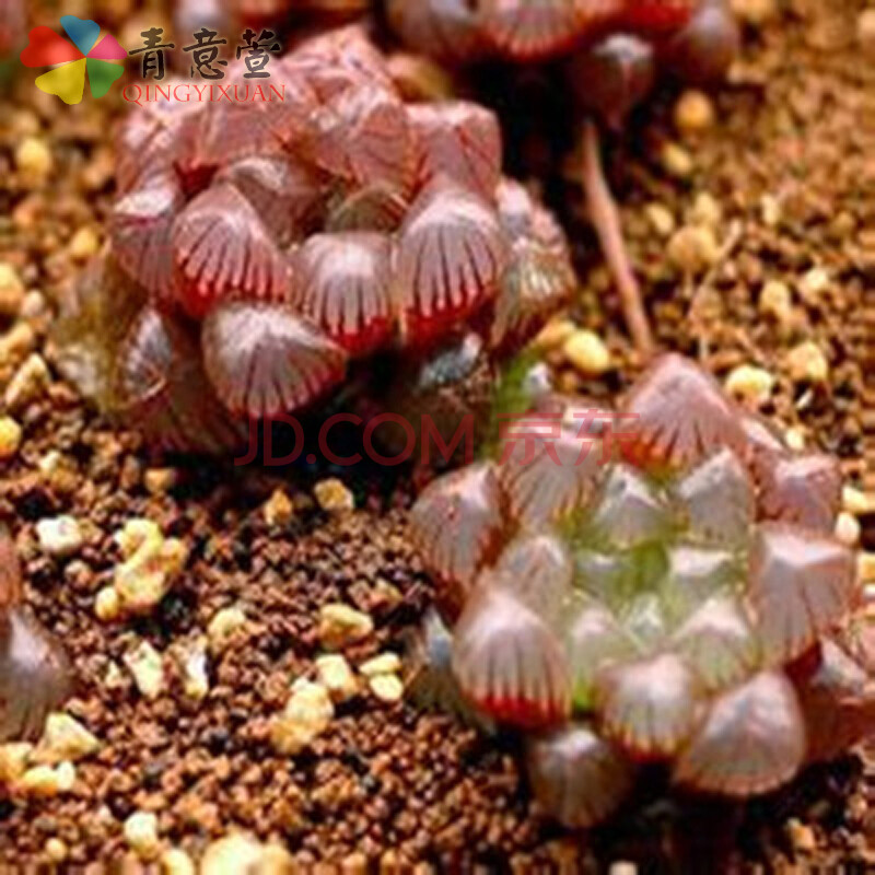 青意萱 进口多肉植物种子 玉露种子 十二卷雪莲生石花