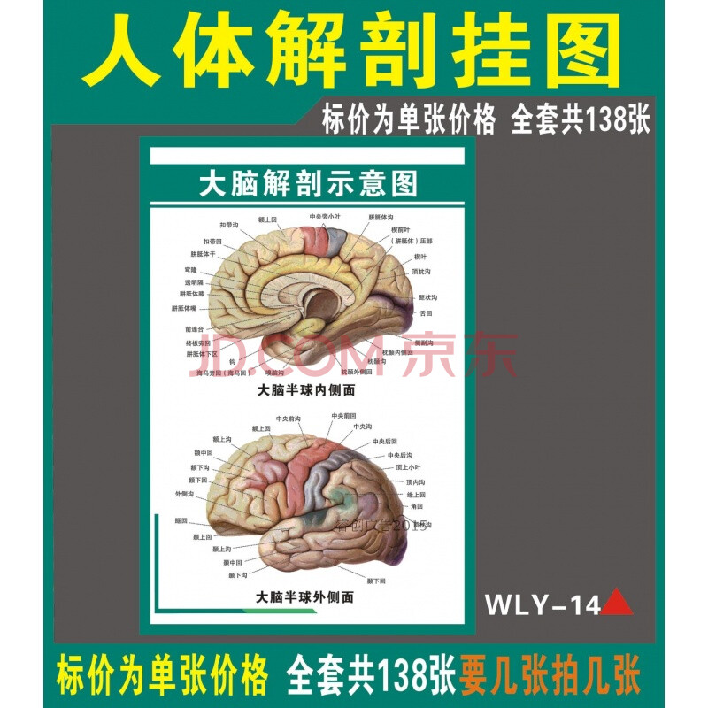医院心脑血管科宣传画 大脑解剖图 人体脑部结构示意图写真海报 48寸