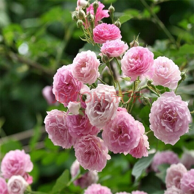 多花蔷薇苗蔷薇花苗绿化观花苗木四季蔷薇苗 粉花蔷薇