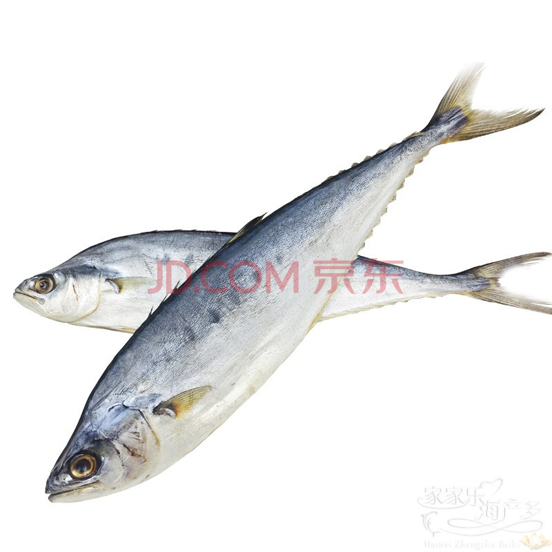 öÑÓã ÐÂÏÊ´óöÑÓã ÑàöÑÓã ÂíöÞÓã ÇൺÉ º£ÏÊË®²ú ˳·á 1ÌõÔ¼6-6.5kg