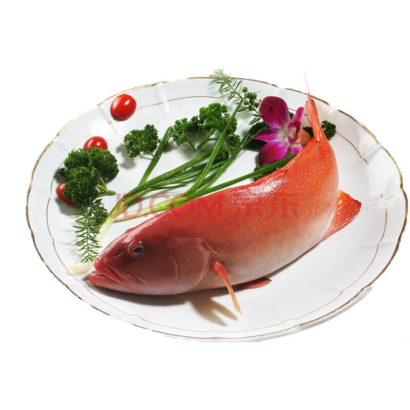 ÓÀµÂ¼ª ¸£½¨¶«É½µº Ò°Éúº£Ïʶ«ÐÇ°ß ÉúÏÊË®²úÆ· 850-1000g/Ìõ