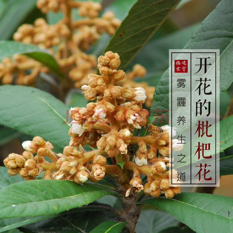 菁选开小白花的枇杷花福建云霄无药残农残雾霾花茶