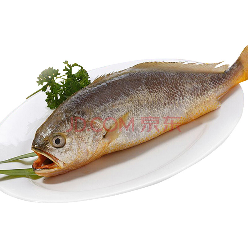 品鮮貓 東海冷凍大黃花魚 500-550g 1條 袋裝海鮮