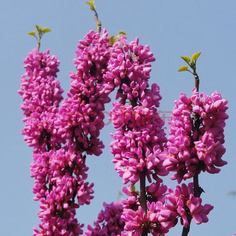 绿化苗木紫荆苗满条红花苗紫荆小苗紫荆树苗紫荆花苗庭院植物 1.5米高