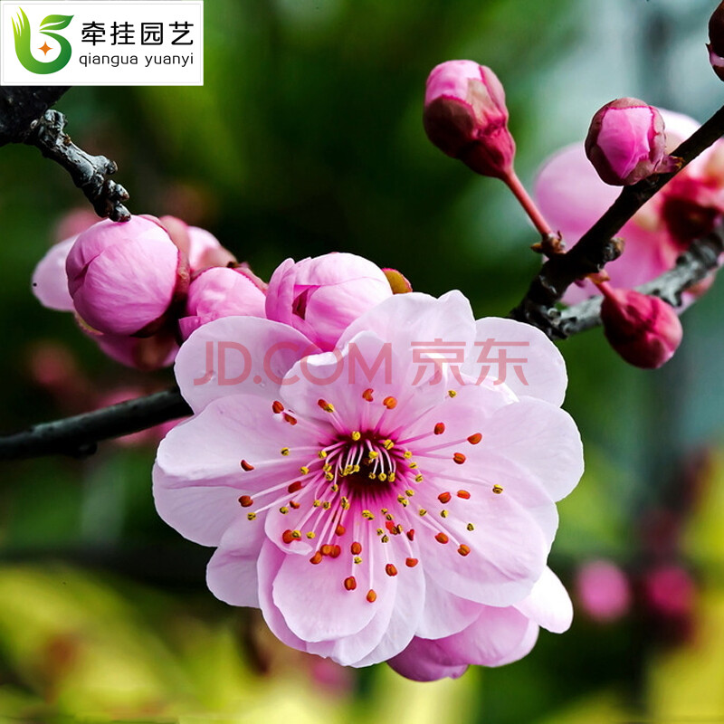 梅花树苗 庭院植物 红梅花 绿梅 绿萼梅 白梅 红绿梅