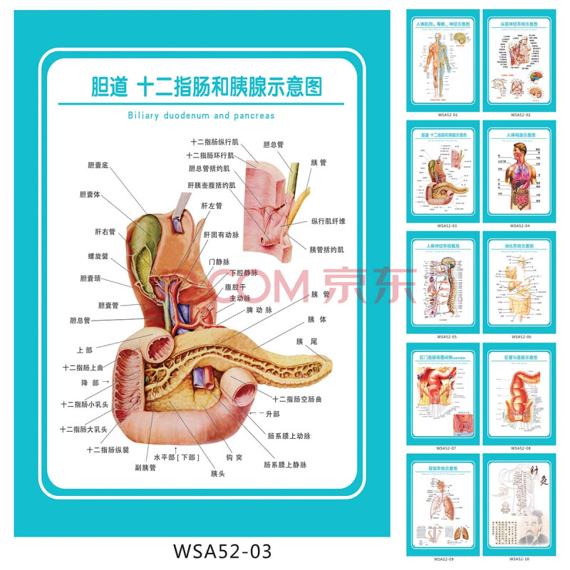 医院科室挂图 解剖图 胆道十二指肠和胰腺示意图 宣传画wsa52-03 户外